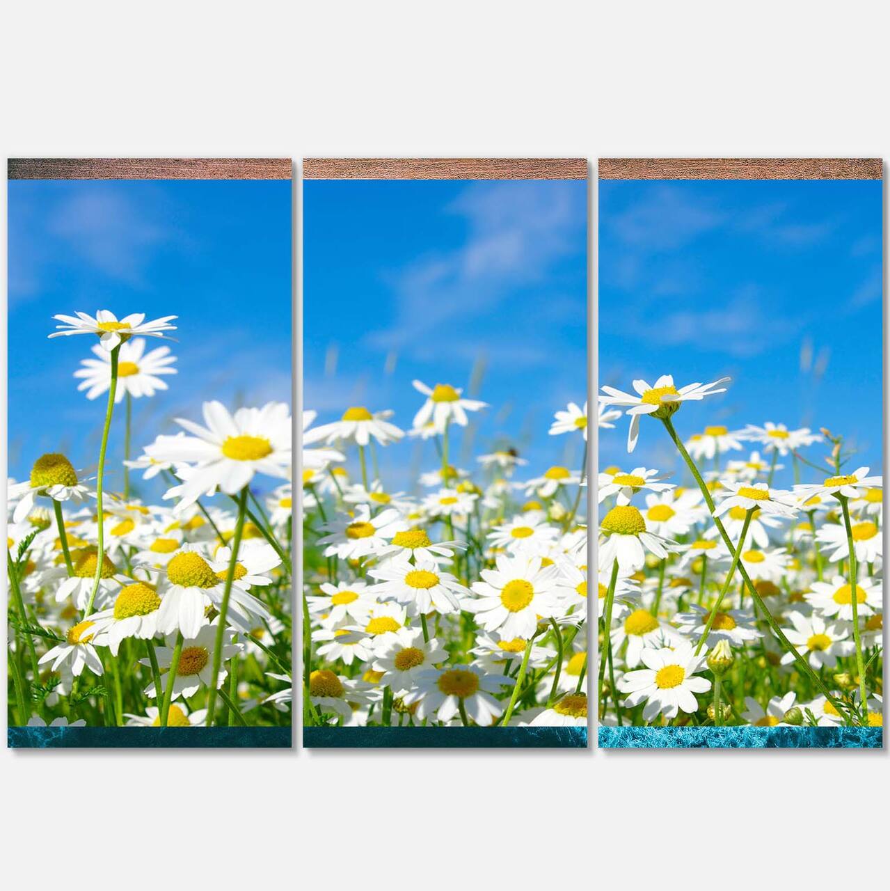 Designart - White Daisies under Bright Blue Sky - Floral Canvas Art Print